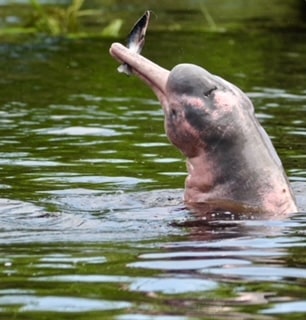 River dophin catching a fish